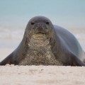 Midway Monk Seal