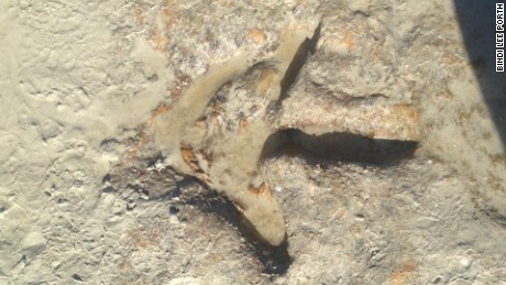 130,000,000-year-old dino footprints found