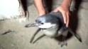 Family in Peru mistakes penguin for burglar in home