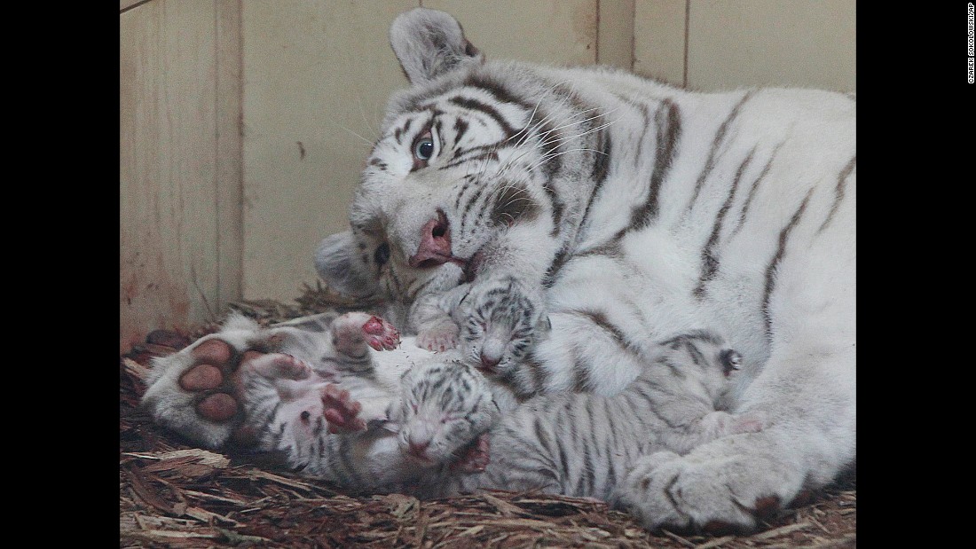 Three white tigers are watched by their mother, Mandzi, just hours after being born at a private zoo in Borysew, Poland, on Thursday, September 22.