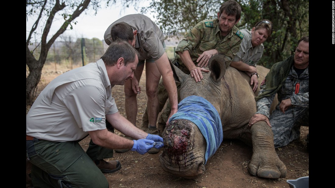 A rhino is treated by veterinarians on Monday, September 19, after its horn was removed by poachers in South Africa.