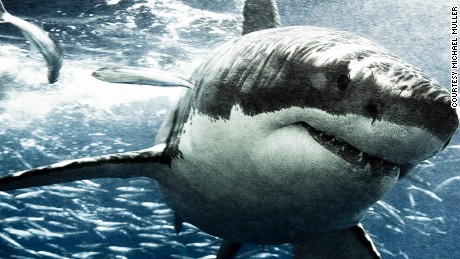 He swims with sharks for photos