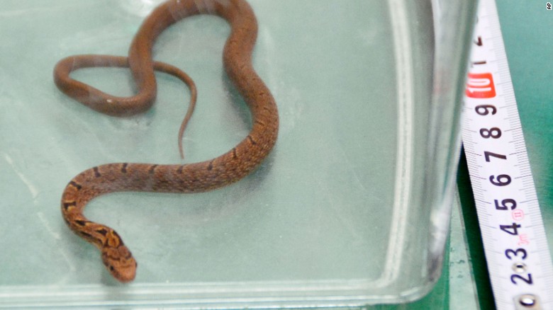 Japan: Bullet train with snake on board makes emergency stop