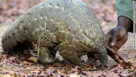 New protections for most-trafficked animal