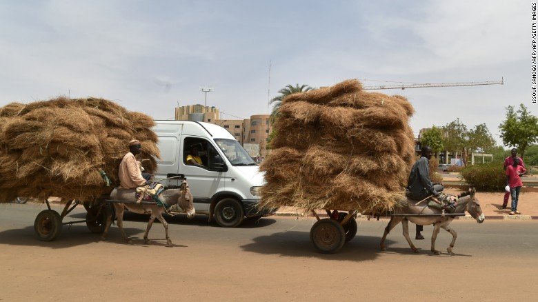 Donkeys transport straw through the district of Niamey, Niger. 