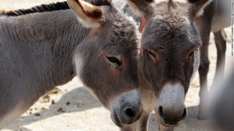 Donkeys have become a coveted resource for China, which has struggled to maintain its own population, and requires gelatin from hide for the traditional medicine ejiao.&lt;br /&gt;&lt;br /&gt;Trade and partnership deals between African countries and China have been steadily increasing in recent years. Chinese investment is already the leading source of &lt;a href=&quot;http://www.bakermckenzie.com/news/China-is-poised-to-remain-the-biggest-funding-source-for-Africas-infrastructure-projects-01-28-2016/&quot; target=&quot;_blank&quot;&gt;infrastructure spending&lt;/a&gt; in Africa, and through China&#39;s import-export bank projects that investment will reach &lt;a href=&quot;http://www.scmp.com/business/banking-finance/article/1358902/china-provide-africa-us1tr-financing&quot; target=&quot;_blank&quot;&gt;$1 trillion&lt;/a&gt; by 2025. 