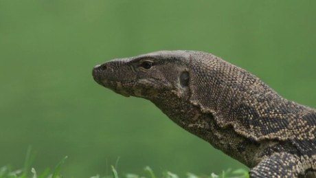 Bangkok park invaded by giant lizards