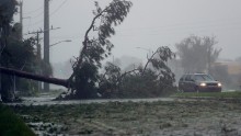 A car drives past a downed tree as the hurricane moves through Daytona Beach, Florida, on October 7.
