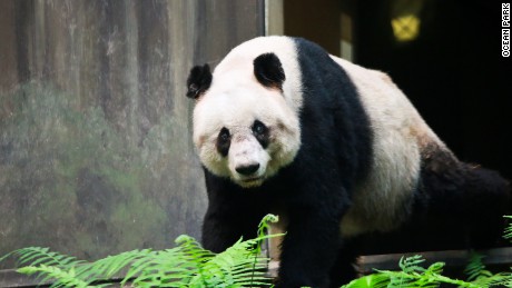 World's oldest panda put down