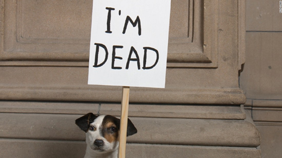 What not to do with your dead pets