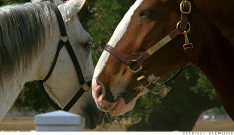 The Budweiser Clydesdales wont appear in Super Bowl ads this year. By ...