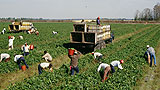 Farm workers: Take our jobs, please!