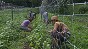Newton farm grows veggies -- and community