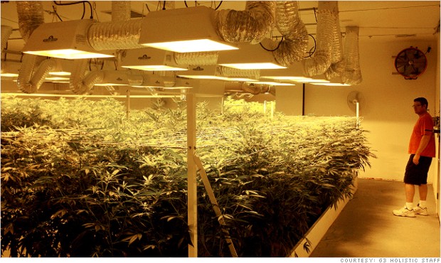 Marijuana G3 Holistic Staff
