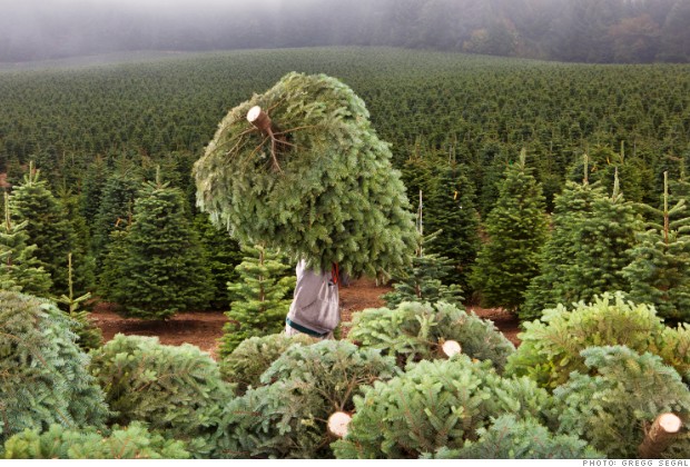 FIO12 fir trees