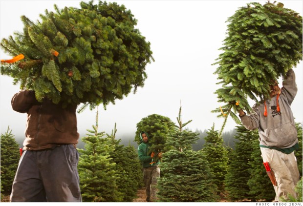 FIO12 tree workers