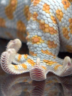 science breakthroughs 2012 geckskin