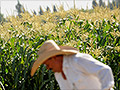 3 surprising reasons to cheer falling commodities