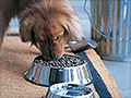Americans spend more on Fido than beer