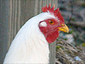The 'chicken poop' credit and other bad tax breaks 