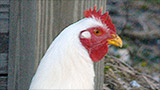 The 'chicken poop' tax break
