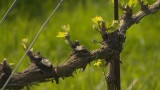 Can Mozart make your wine taste better?