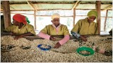 Rwanda's new coffee buzz