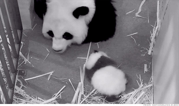 Panda cam returns as government reopens