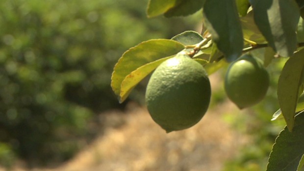 Mexican limes: Hot demand, rising prices