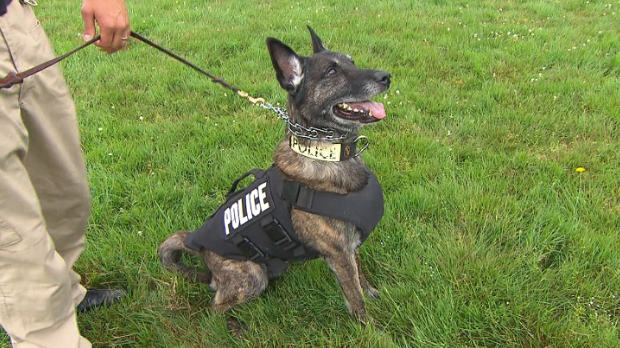 Bulletproof vests for canine cops