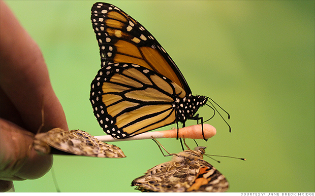 butterfly farm jobs