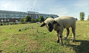 Key to this city's renewal: Sheep