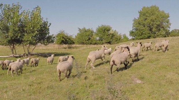 Cleveland uses sheep as lawnmowers