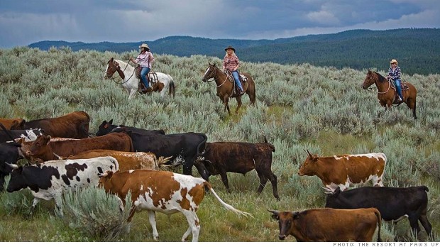 family travel cattle drive