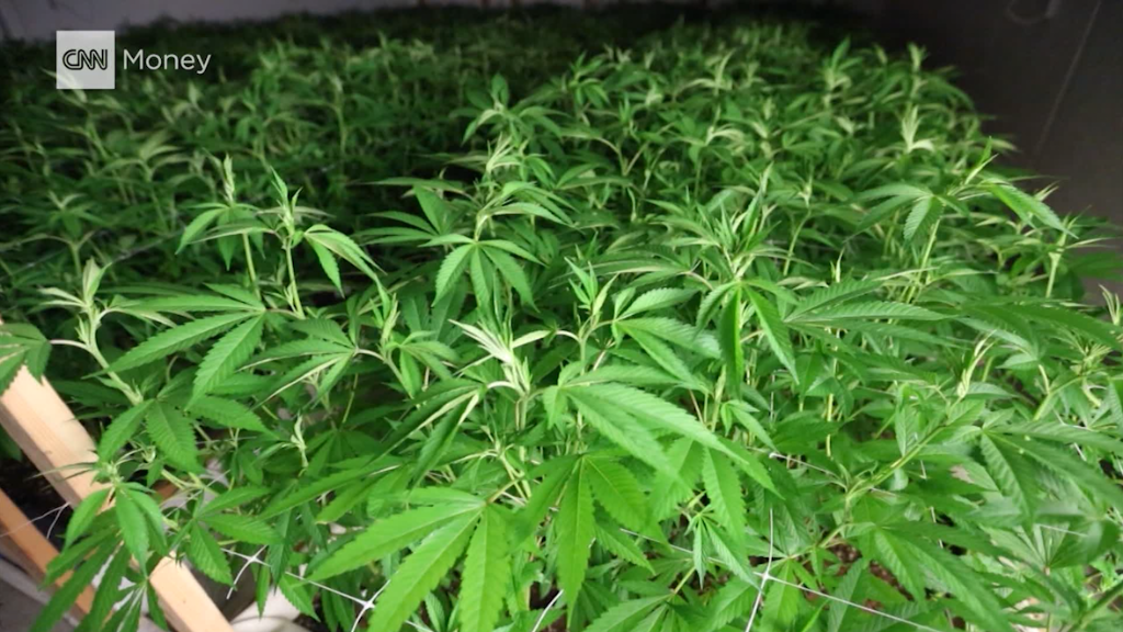 Will recreational marijuana soon be legal nationwide?