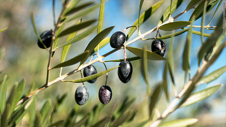ripe spanish olives fair trade