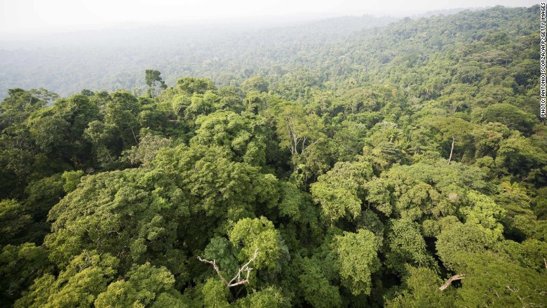 amazon forest brazil
