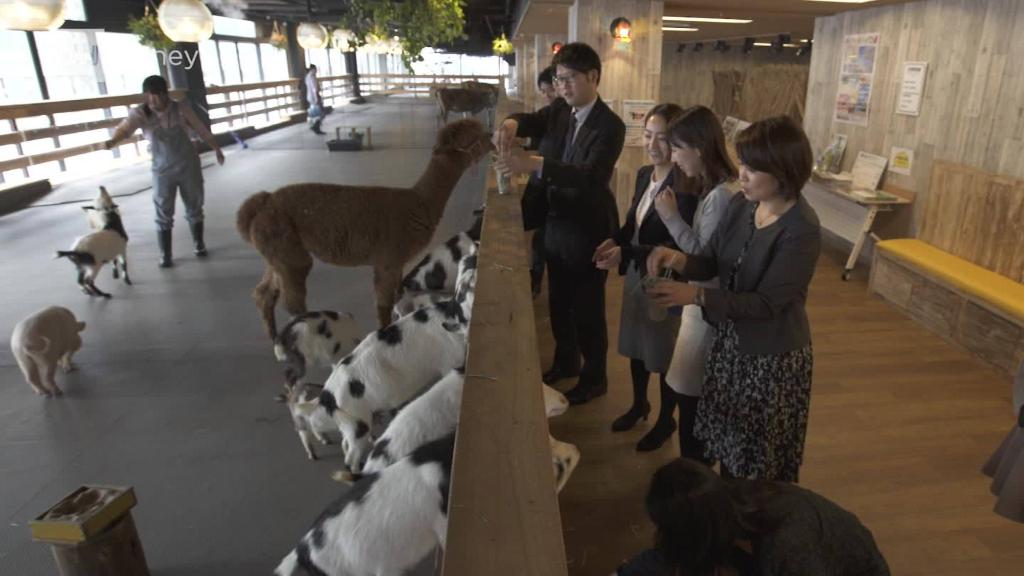 Could future offices be homes for farm animals?