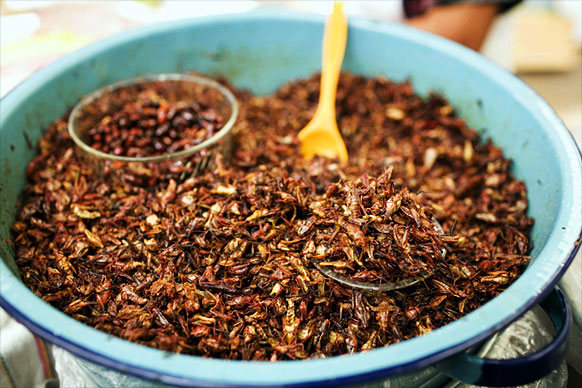 Cooked Grasshoppers