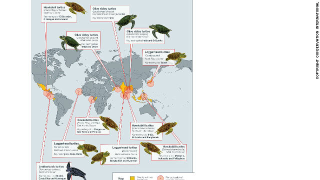 New study maps sea turtle danger zones - CNN.com