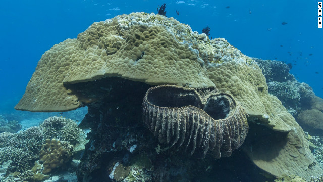 Ancient boulder coral in Apo Island, Phillippines