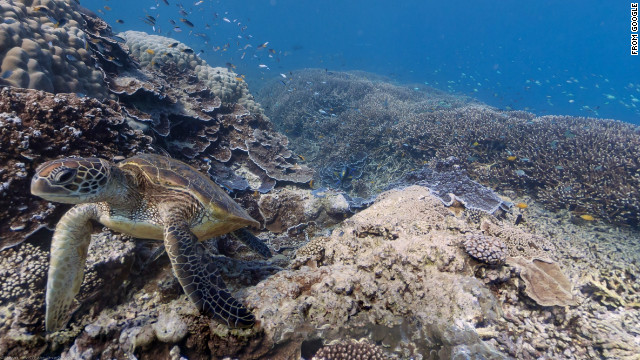 Google is partnering with the Catlin Seaview Survey to bring undersea imagery to Google Maps. This sea turtle swims past a Google camera near Heron Island, Great Barrier Reef, Australia.