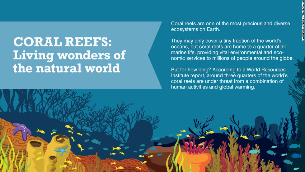 The wonderful world of coral reefs - CNN.com