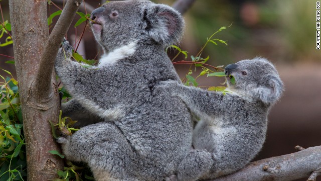 Zoo babies and other intriguing critters