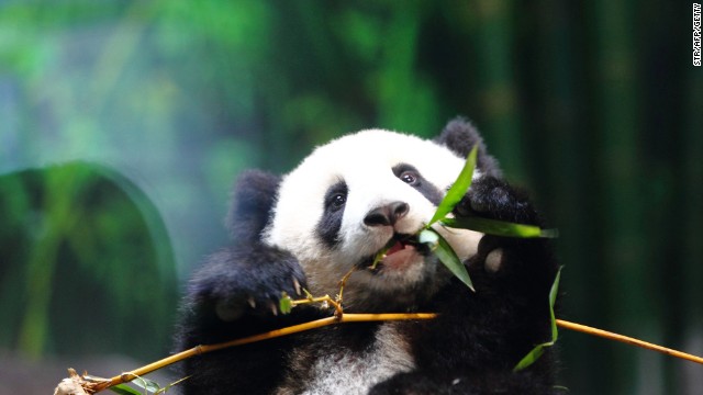 Six month old giant panda cub Long Long eats bamboo in Chimelong Safari Park in Guangzhou in February 16, 2014.