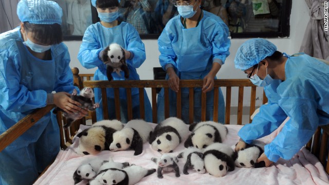 Researchers place new-born panda cubs on a crib on September 23, 2013 at the Chengdu Giant Panda Breeding Center in China's Sichuan province.