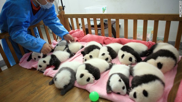 A keeper tucks in a group of panda cubs for a nap at the Chengdu Giant Panda Breeding Center on September 26, 2011.