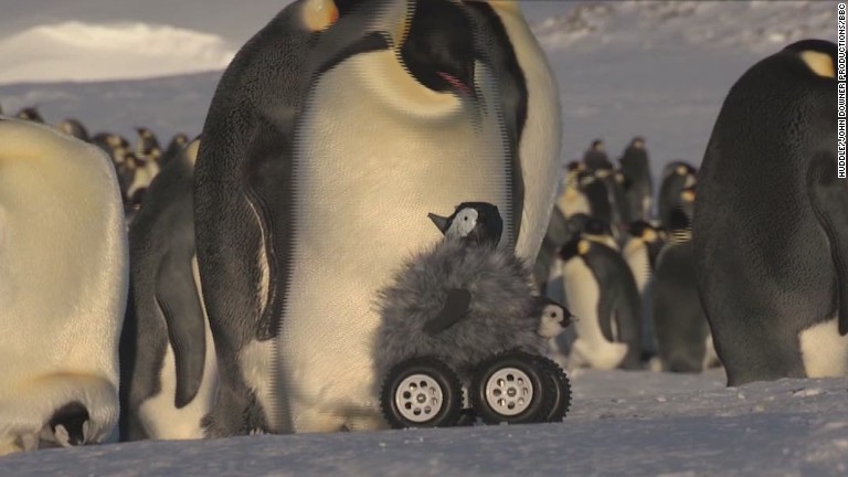 Robot penguin meets real penguin in cutest experiment ever - CNN.com Video