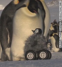 Robot penguin meets real penguin in cutest experiment ever - CNN.com Video