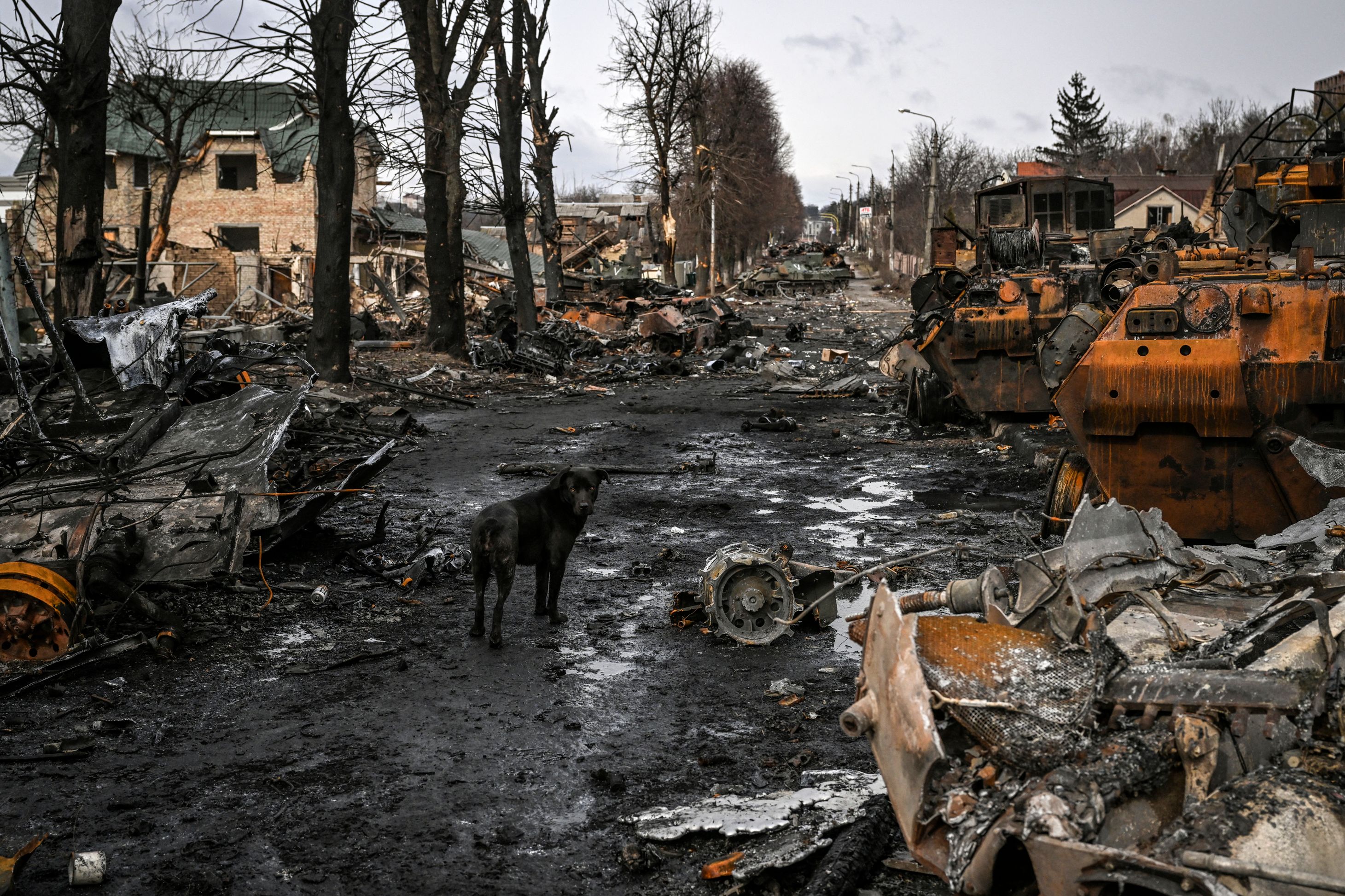 A black dog among a road covered in burnt out metal and rubble with scorched trees